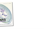 Cover of "Proceedings of the National Academy of Sciences" magazine featuring a microscopic image of a plant cross-section on a white background.